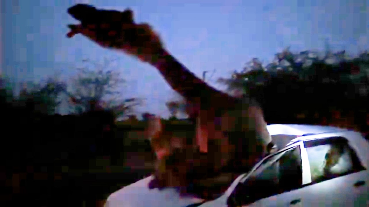 Bei einem Unfall in Indien durchschlägt ein Kamel die Windschutzscheibe eines Autos