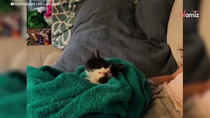 Woman adopts aggressive kitten; her other cat steps in to help