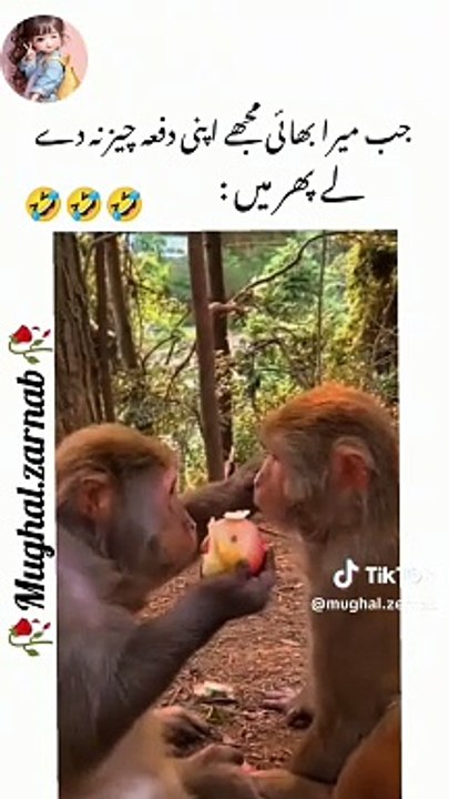 Funny monkey