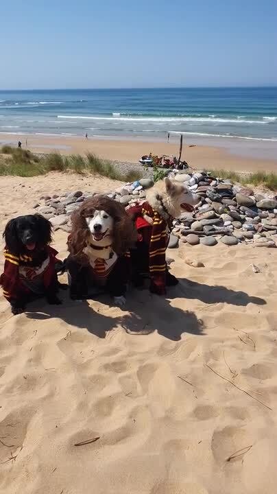 Dogs Dressed as Fantasy Movie Characters Pose for Picture at Beach