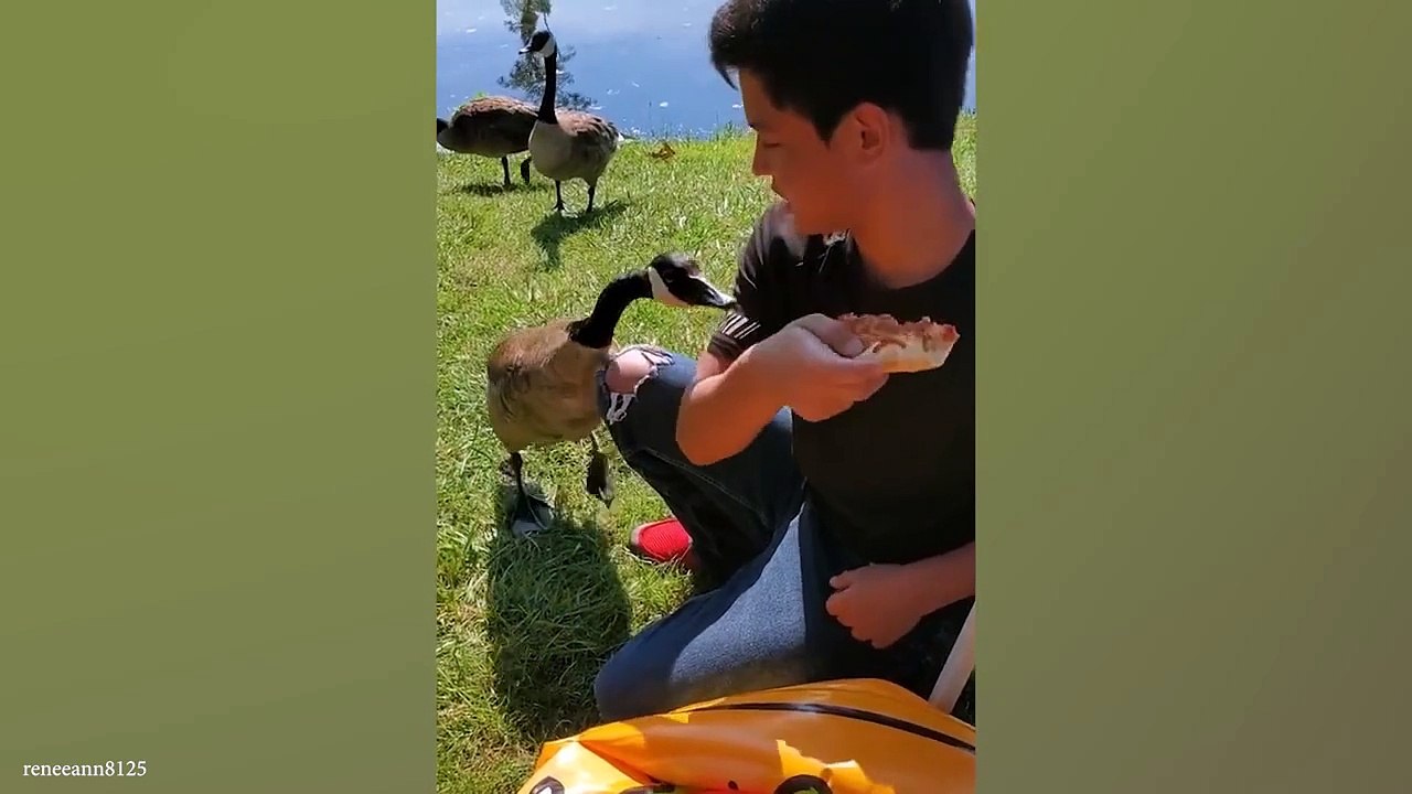 Funniest Animal Videos That Will Make You Laugh  Best Funny Animals Videos Of 2024