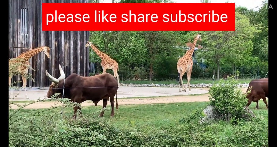 Wild Encounters: Majestic Wildlife in Their Natural Habitat"