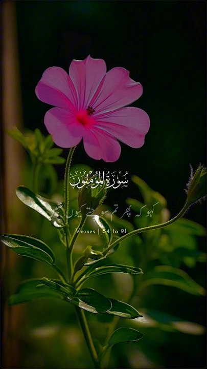 Islamic video