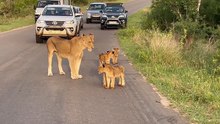 The Cutest Traffic Jam in Kruger National Park with a Lioness and Her 4 Cubs!
