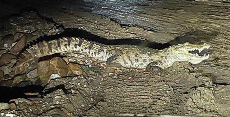 कर्मोचनी नदी के बायपास पर फिर दिखा बड़ा मगरमच्छ, इलाके में फैली सनसनी