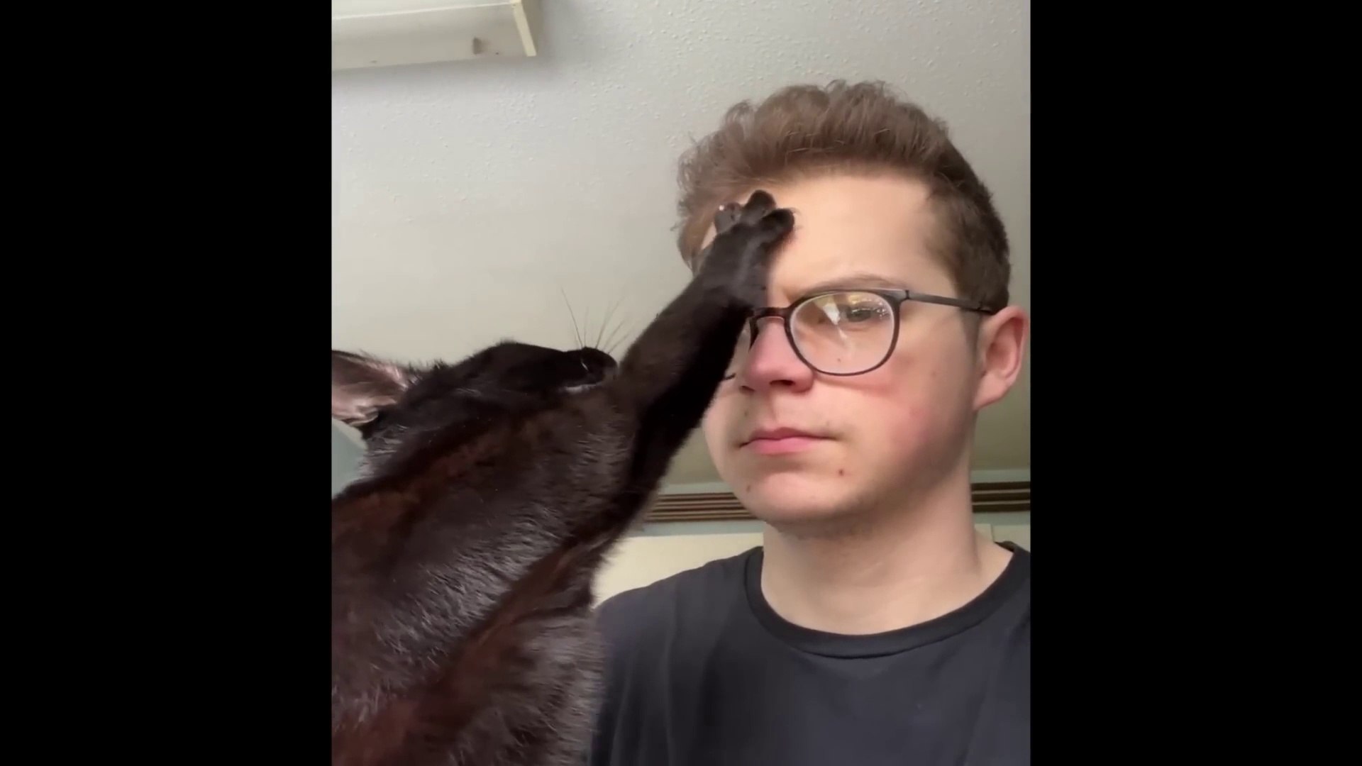 CATS Funny Cat Videos  Funny Cats 1080p60