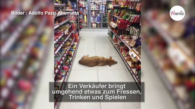 Kunde beschwert sich über Hund, der im Supermarkt liegt: Verkäufer erzählt die wahre Geschichte!