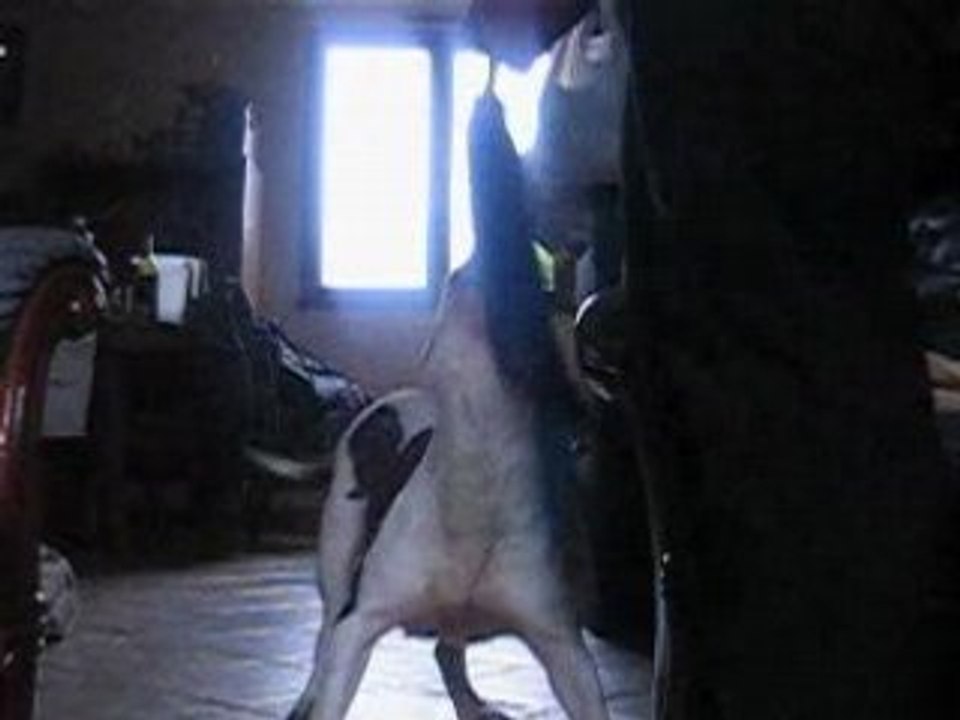 Video mordant