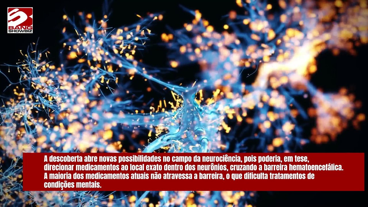 Parasita encontrado em fezes de gatos pode revolucionar tratamento de Alzheimer e Parkinson