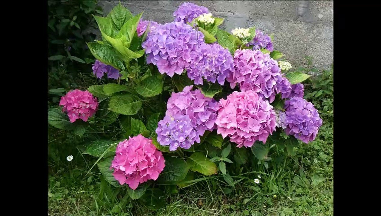 Fleurs