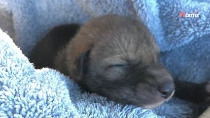 En pleine balade, il croise un chiot abandonné et le ramène chez lui. Quelques heures plus tard c’est le choc