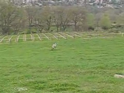 Start up galop dans pré vacances