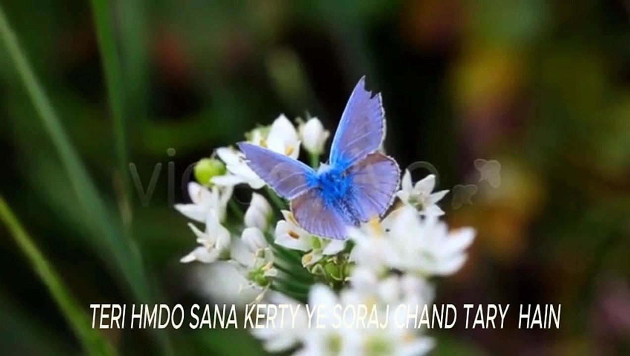 HAMMAD BARI TALLA
