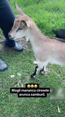 Goat Eats Cherries and Throws Away Pits