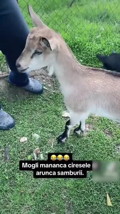 Goat Eats Cherries and Throws Away Pits