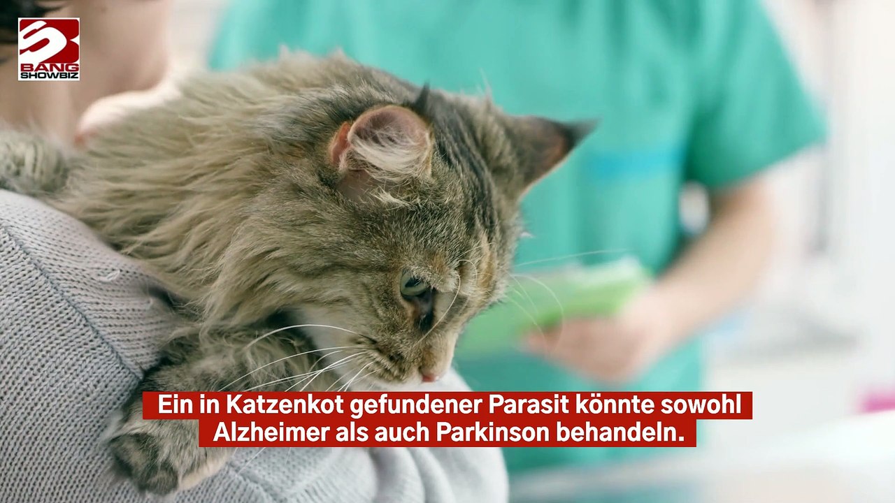 Katzenkot-Parasit könnte Alzheimer heilen