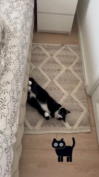 #cat #catsoftiktok #cats #catlover #catfacebook #catfamily #chat #chatstory #king #catking #virals #foryoupage #pourtoi #niceview #vues #views #lol