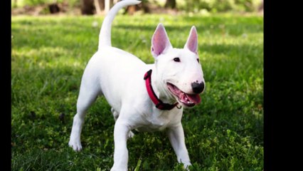 super PODEROSOS BULLTERRIER ALBINO