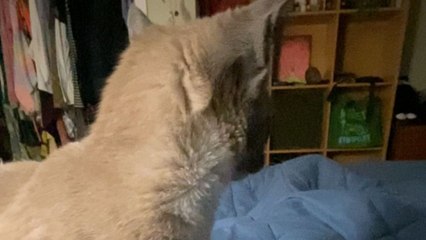 Girl can't contain laughter as her playful feline friend makes big oops