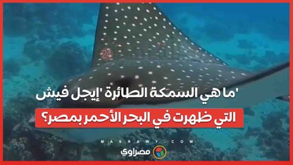 ما هي السمكة الطائرة 'إيجل فيش' التي ظهرت في البحر الأحمر بمصر؟