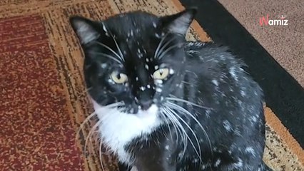 Surnommé "le chat galaxie", ce félin au pelage noir étoilé fascine les internautes du monde entier