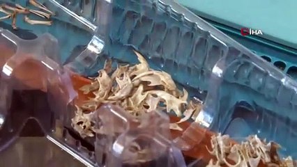 Dünyanın en küçük hayvanı Diyarbakır'da çıktı