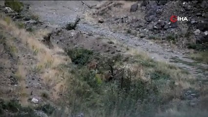 Boynuzlu dağ keçileri böyle görüntülendi