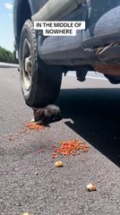 Woman Rescues Kitten From Freeway