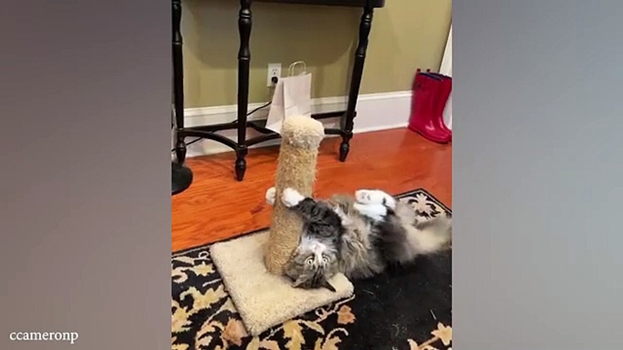 funny cats video.Canada , america , uk