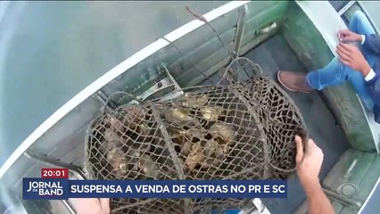 Paraná e Santa Catarina suspendem venda e consumo de ostras e mexilhões