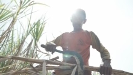 Indonesia's growing ambition to produce bioethanol for fuel