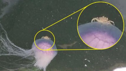 Crab rides on the back of a jellyfish