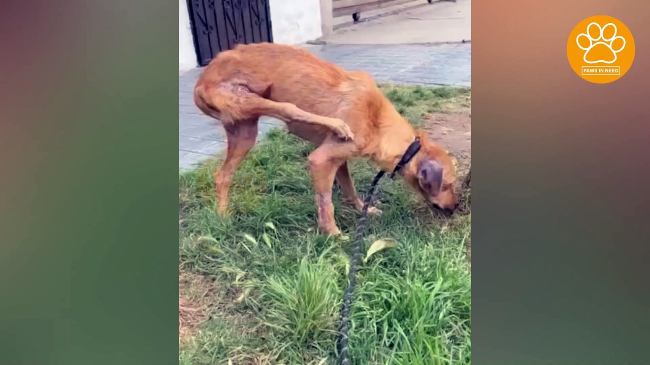 Little Dog Faced a Lot of Challenges and Suffered from Untreated Leg Fractures