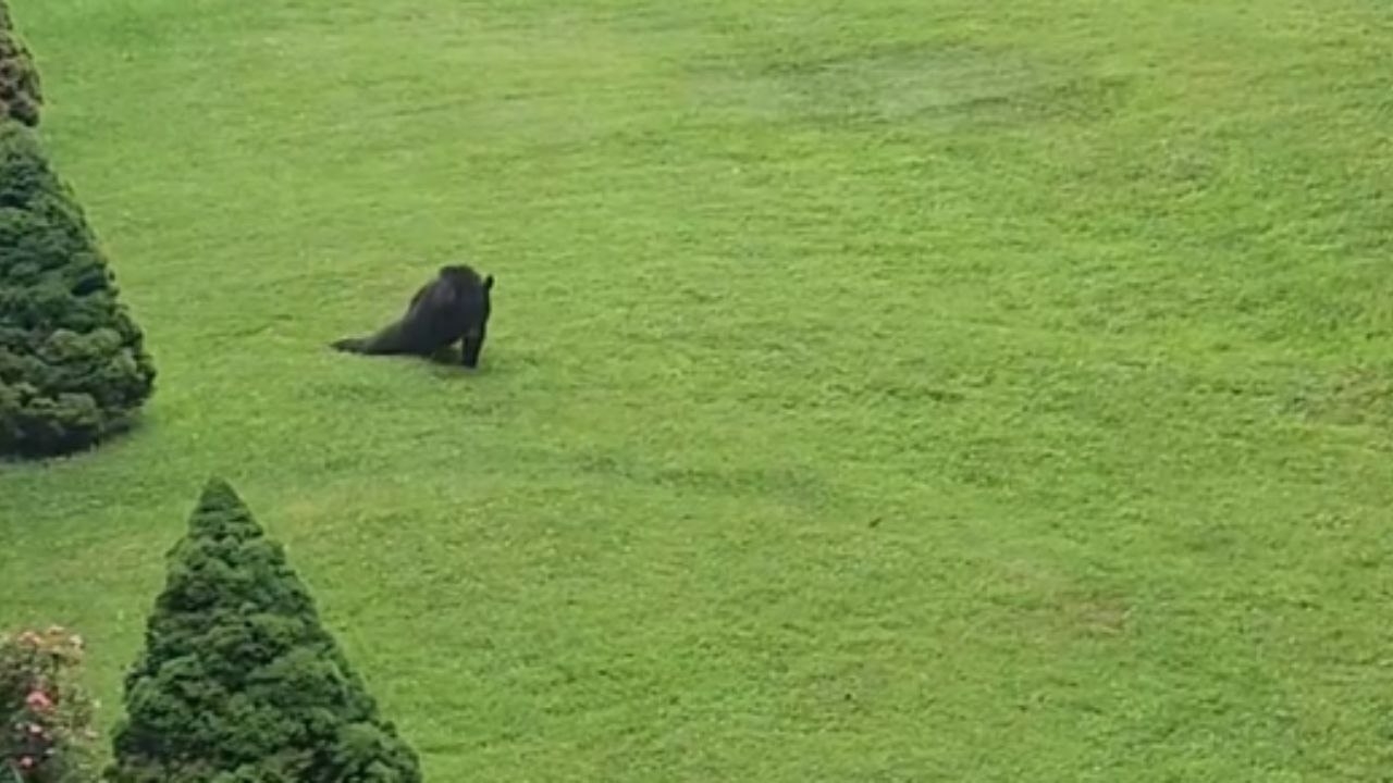 Flower garden hosts a playful bear rolling in the grass
