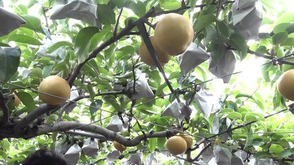 "올해 배 생산량 20% 늘어날 듯...8월 중순 가격 안정 기대" / YTN