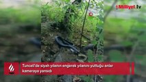 Siyah yılan engerek yılanını yuttu