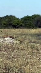 The lion ran and killed the pig.