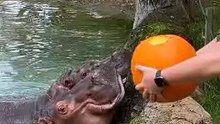 Hungry Hippos Enjoy Pumpkin Treats