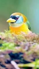 Bird's natural environment beautiful 