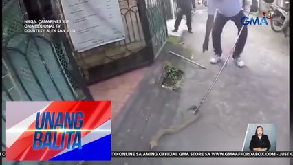 Philippine Cobra, nahuli sa loob ng isang bahay | Unang Balita
