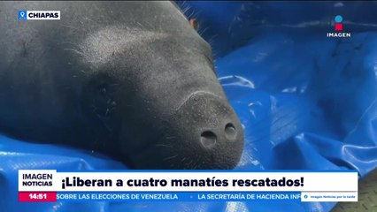 下载视频: Liberan a cuatro manatíes en Palenque, Chiapas