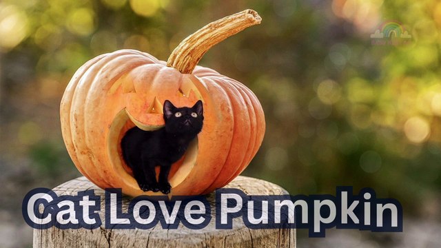 Kitty Cat, Kitty Cat, O Kitty Cat Funniest Cat Moments MyCatCom