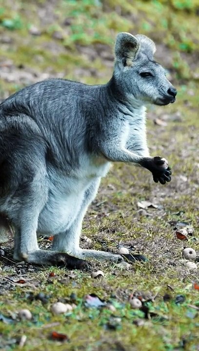 ABC Phonic, ABC Song, ABC Animal songs, K is for Kangaroo Poem