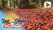 Industriya at produksyon ng Palm Oil ng Malaysia, malaking tulong para sa karagdagang Job Opportunities sa Pilipinas