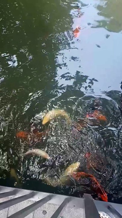 Feeding the Koi