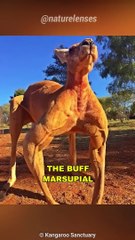 Kangaroo | The Buff Marsupial