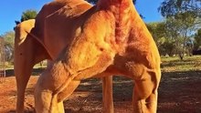 Kangaroo | The Buff Marsupial