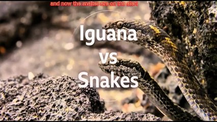 Greatest fight in the Animal Kingdom : Iguana Vs Snakes | Animals Kingdom