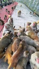 Humanity is still alive, look, they are feeding boiled eggs to monkeys.