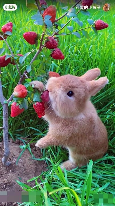 Rabbit  eating strawberries 
